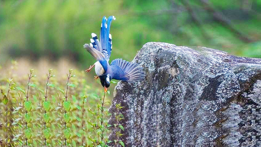 Bird at Rajaji National Park