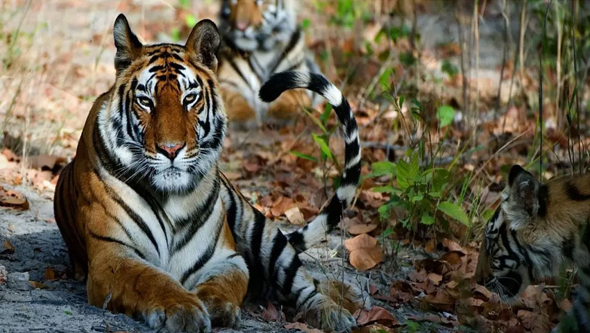 Rajaji National Park Tiger